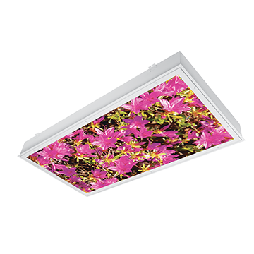 CS24_34_iMAGINE-fuchsia.png